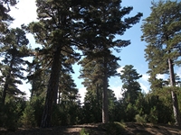 rrente Quarantore-20110911 068